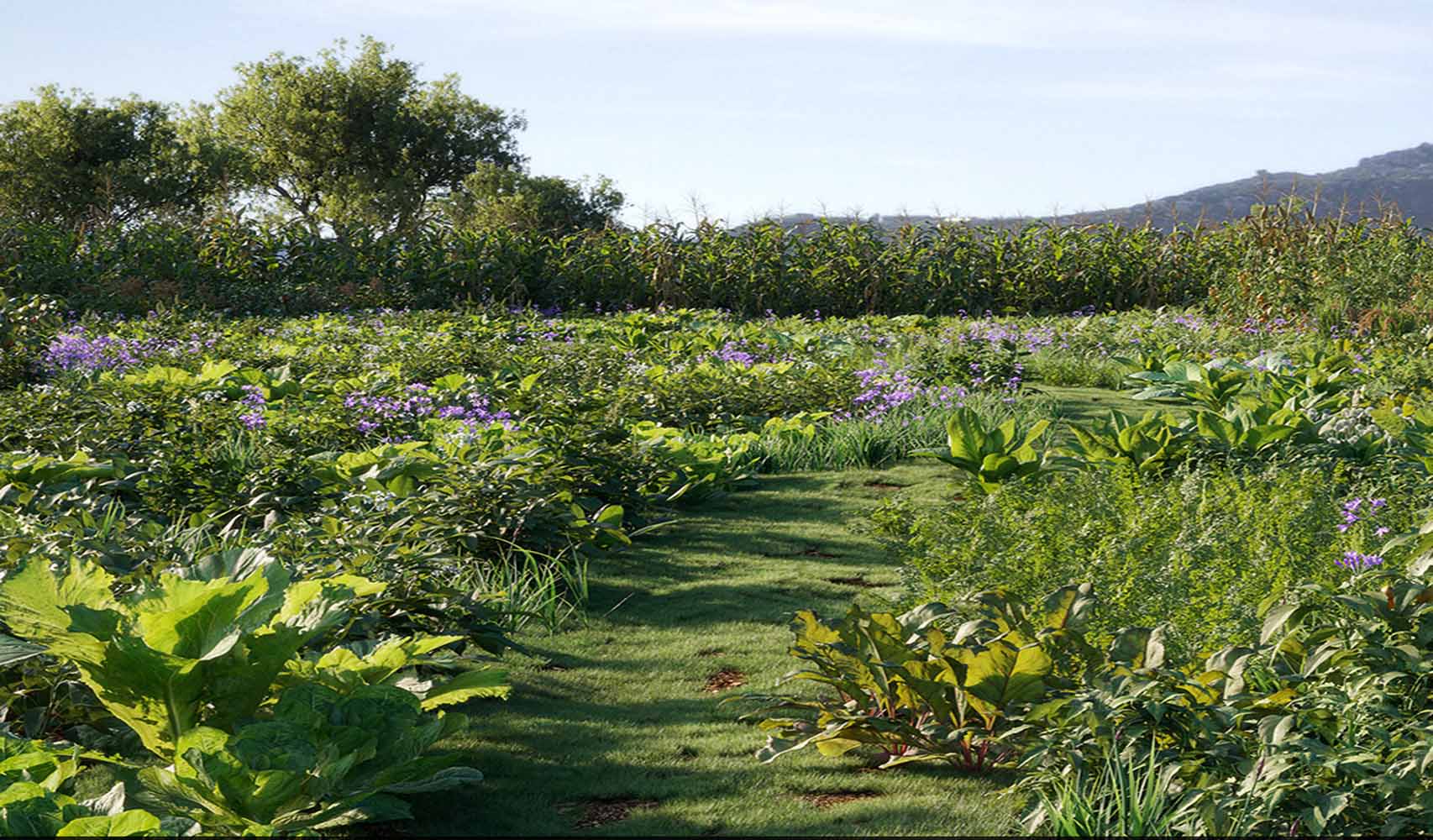 RAU CỦ QUẢ VOL 38